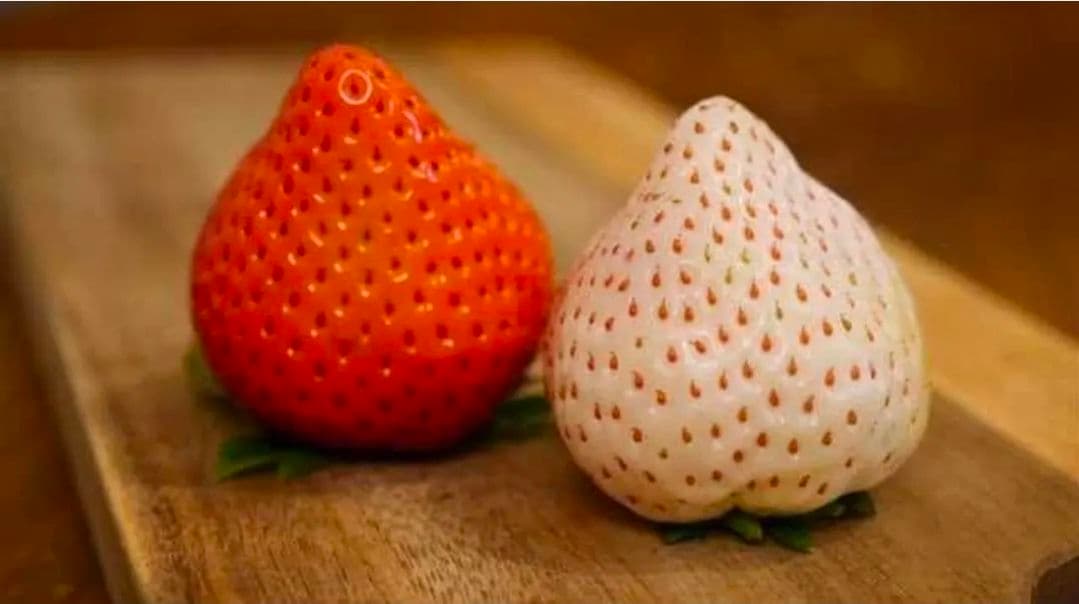 佐賀産【凛々 天使のイチゴ】4~5L特大粒!! 化粧箱入 12粒 15箱専用