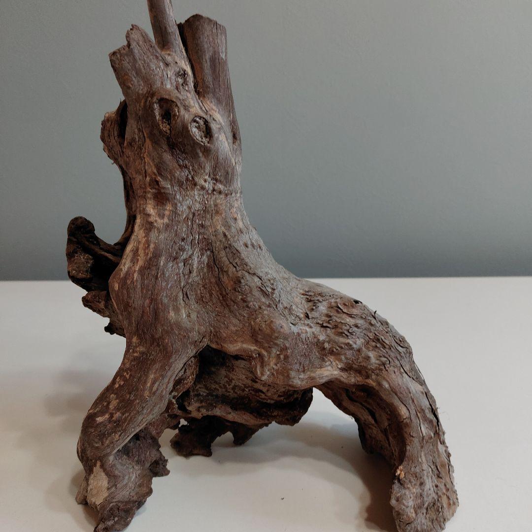 ホーンウッド アクアリウム 爬虫類 登り木 流木 w22×d12×h27