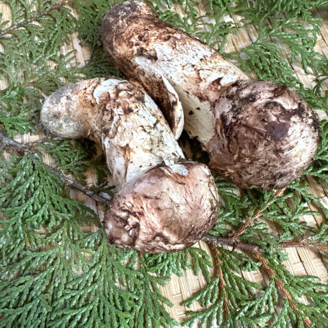 長野県南信州産‼️松茸 2本セット 126g 11/7朝採れ