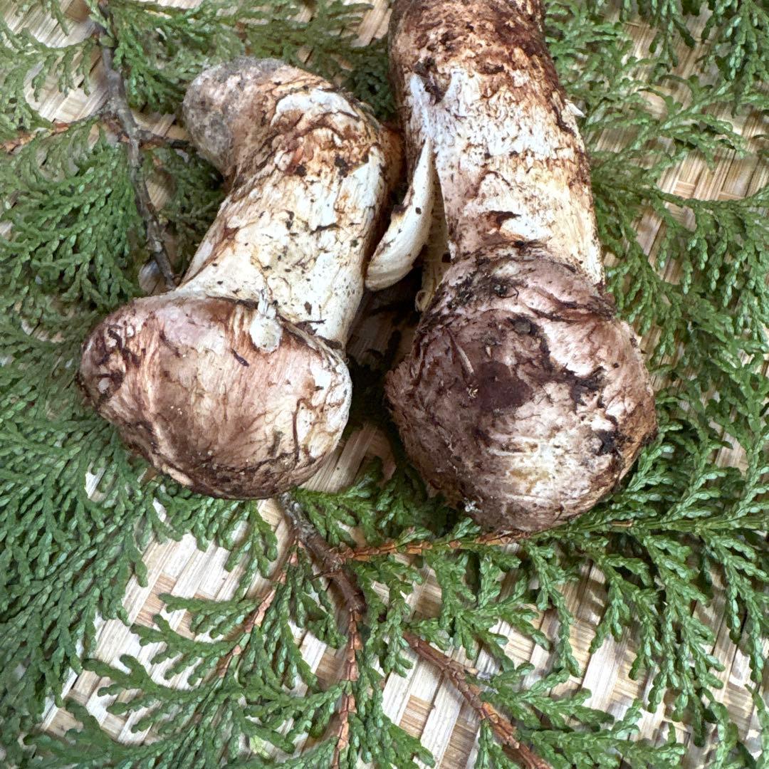 長野県南信州産‼️松茸 2本セット 126g 11/7朝採れ