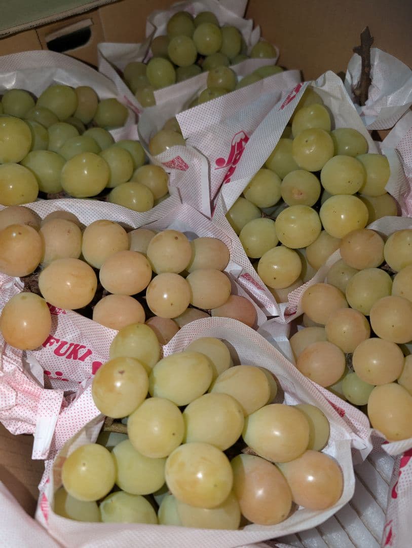 山梨県産ぶどう　サンシャインレッド　10房入り箱込み約5.1kg