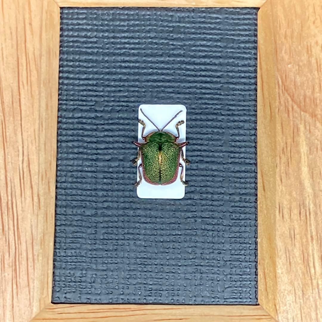 金属で出来たようなブローチハムシ【標本】