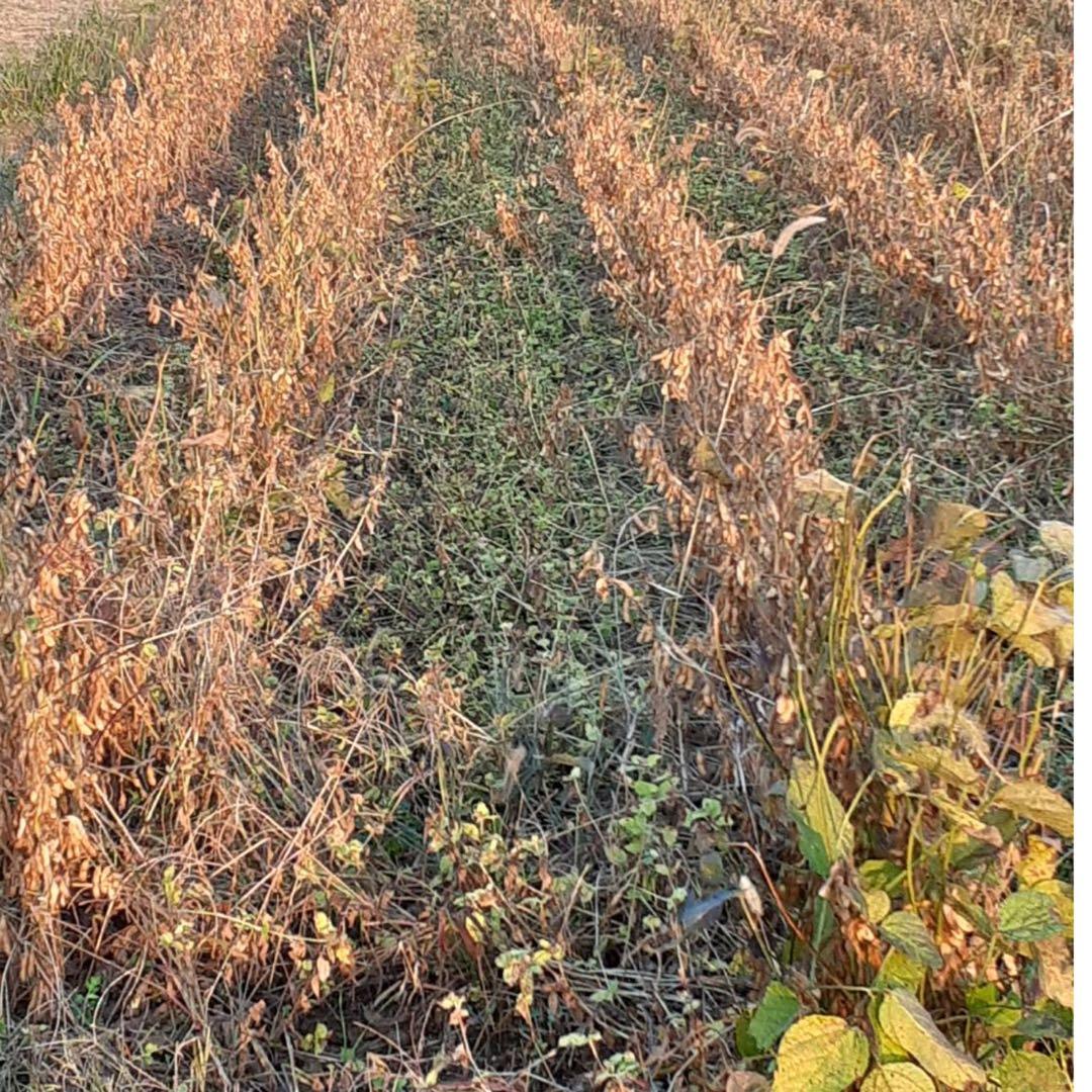 自然栽培　幻の大豆『八天狗』10kg 熊本県産
