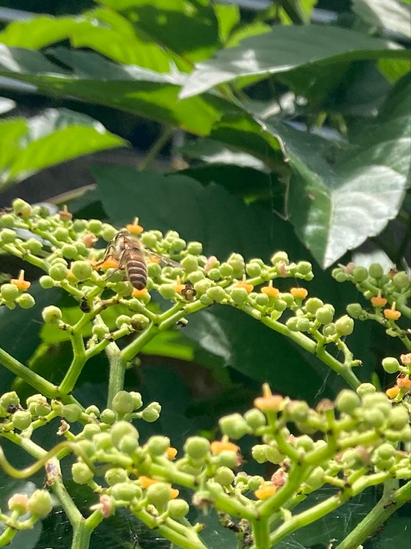 KOUMEANRIさま専用　ニホンミツバチ生ハチミツ　1120g