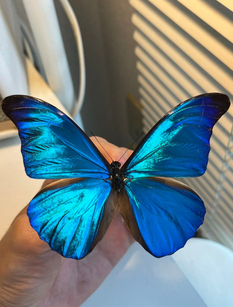【極美個体】レテノールモルフォ蝶 蛾ピカソモスモルフォチョウ昆虫標本