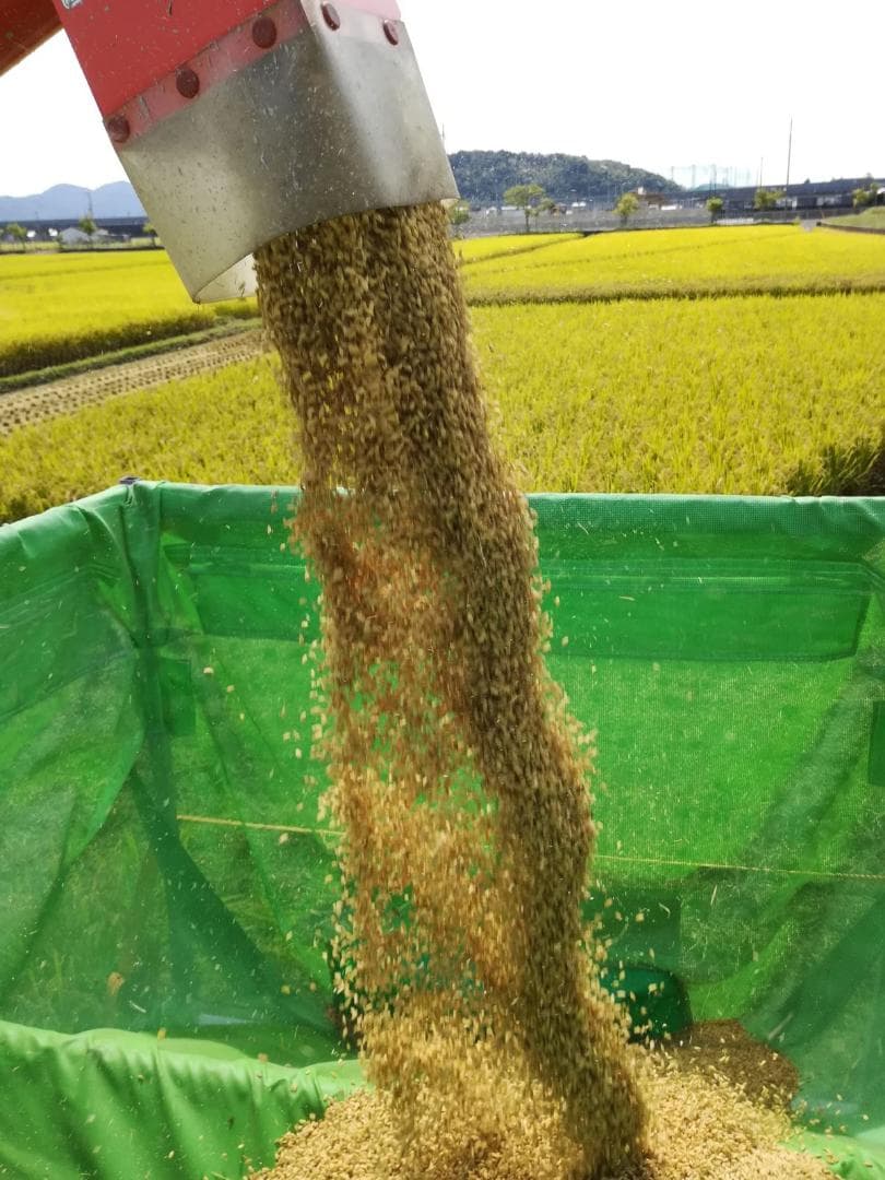 令和７年度兵庫県産 ヒノヒカリ 玄米30kg※精米可 本州・四国・九州は送料無料