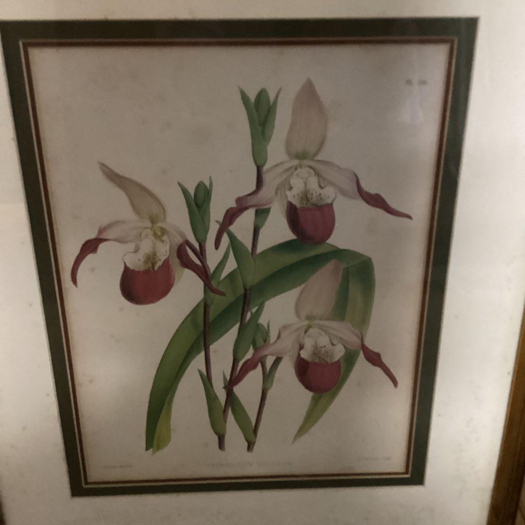 シペリウジウム　カルルム　【蘭科アツモリ草属】シンガポールラッフル