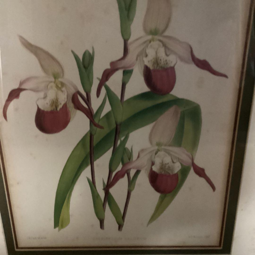 シペリウジウム　カルルム　【蘭科アツモリ草属】シンガポールラッフル