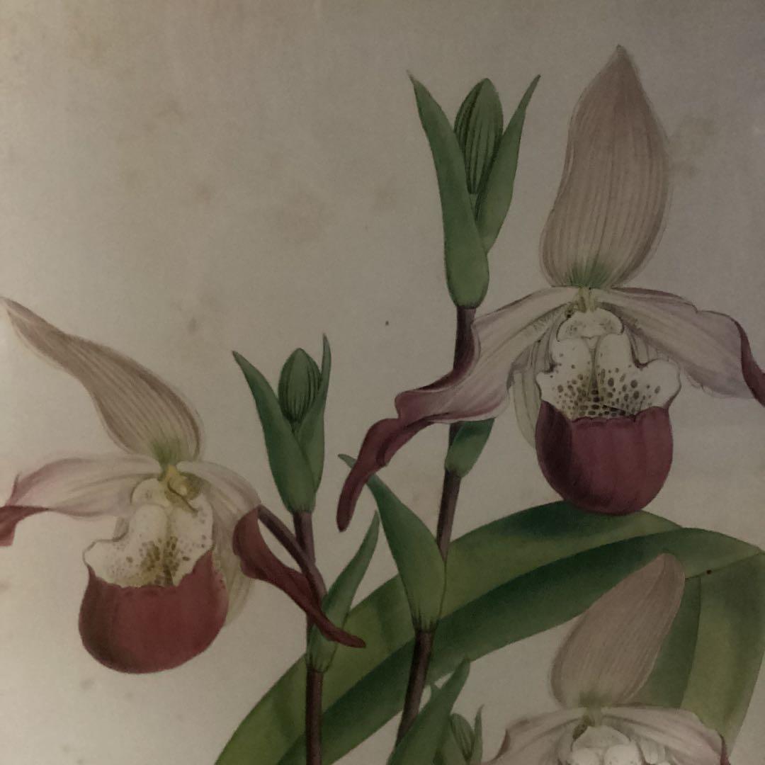 シペリウジウム　カルルム　【蘭科アツモリ草属】シンガポールラッフル