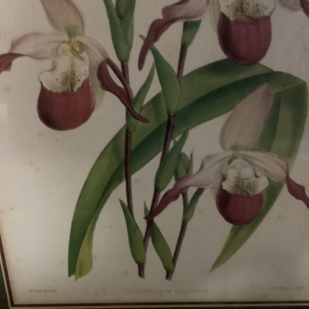 シペリウジウム　カルルム　【蘭科アツモリ草属】シンガポールラッフル