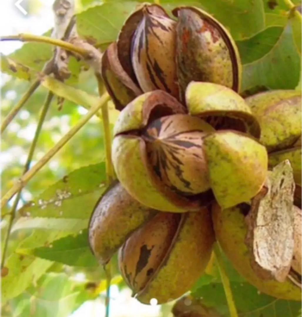 ピーカンナッツ 2026年　国産　750g×5袋　残りわずか