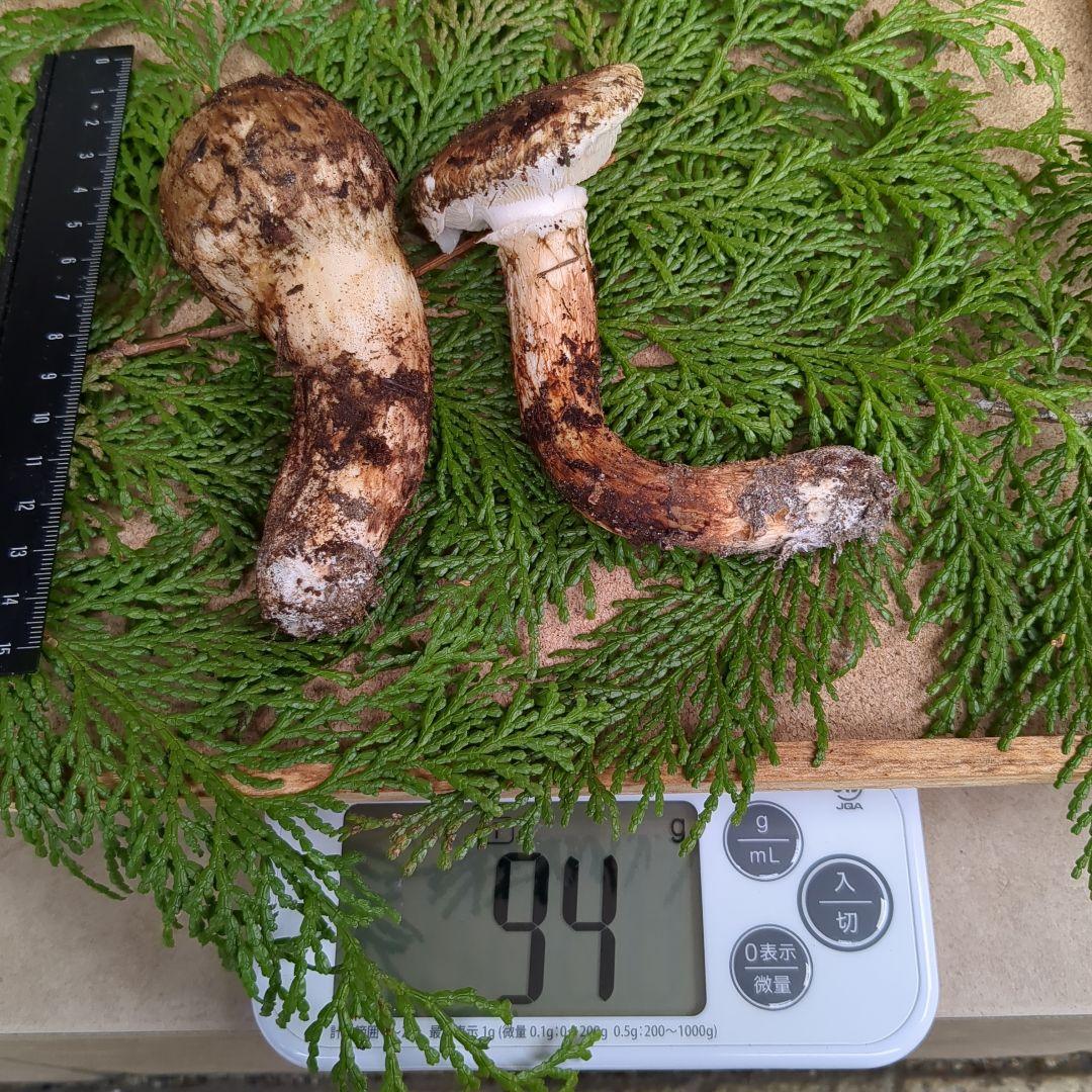 国産松茸 2本 信州産 94g