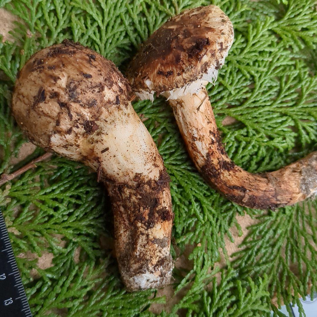 国産松茸 2本 信州産 94g