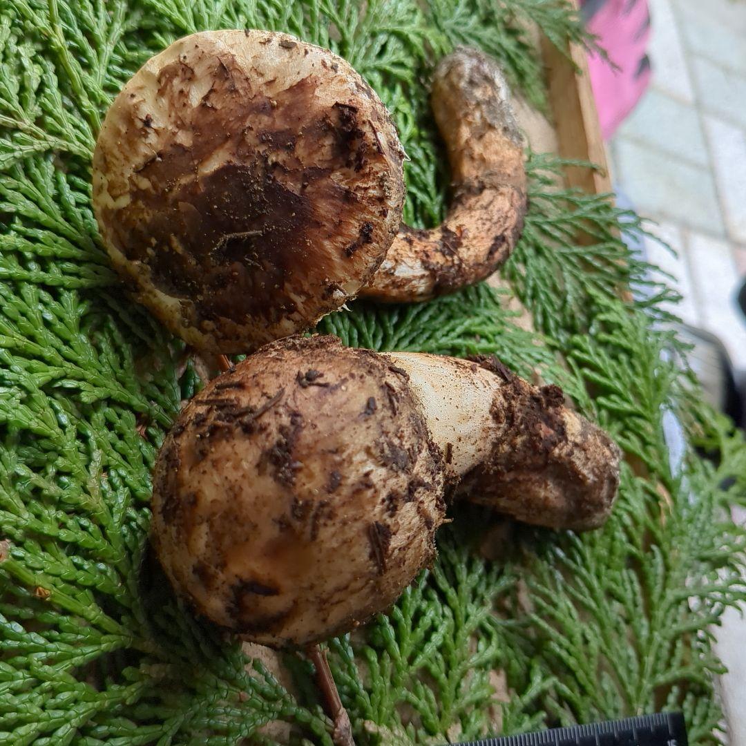 国産松茸 2本 信州産 94g