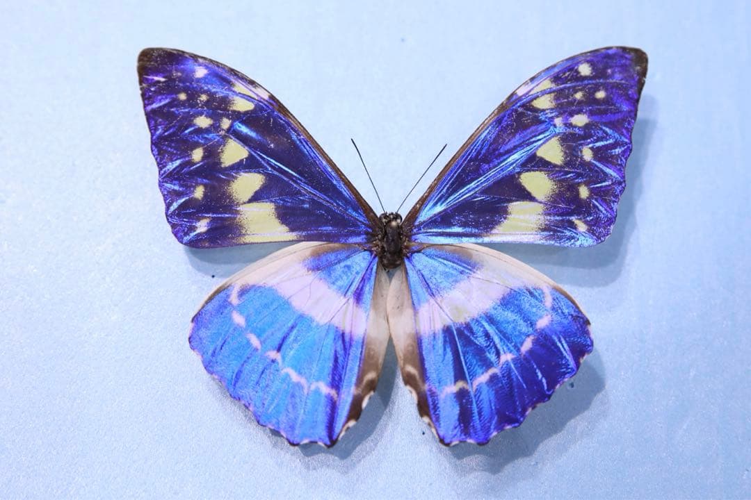 キプリスモルフォ！標本！4