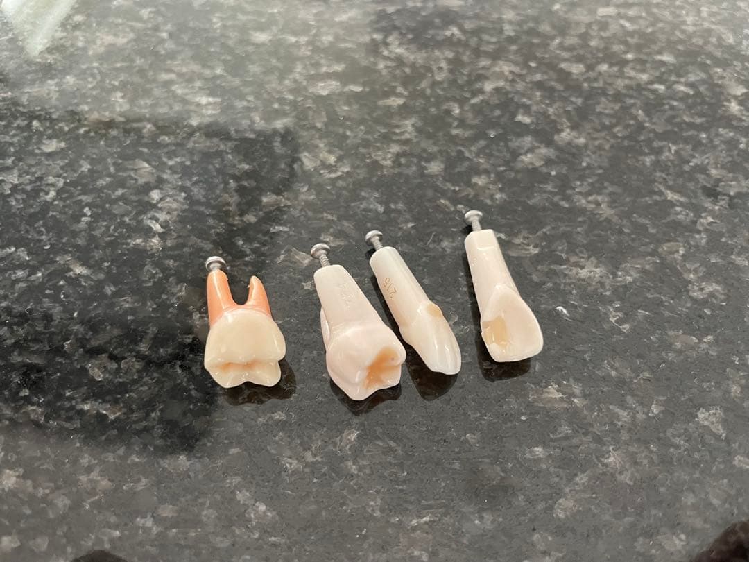 NISSIN 顎模型 ニッシン