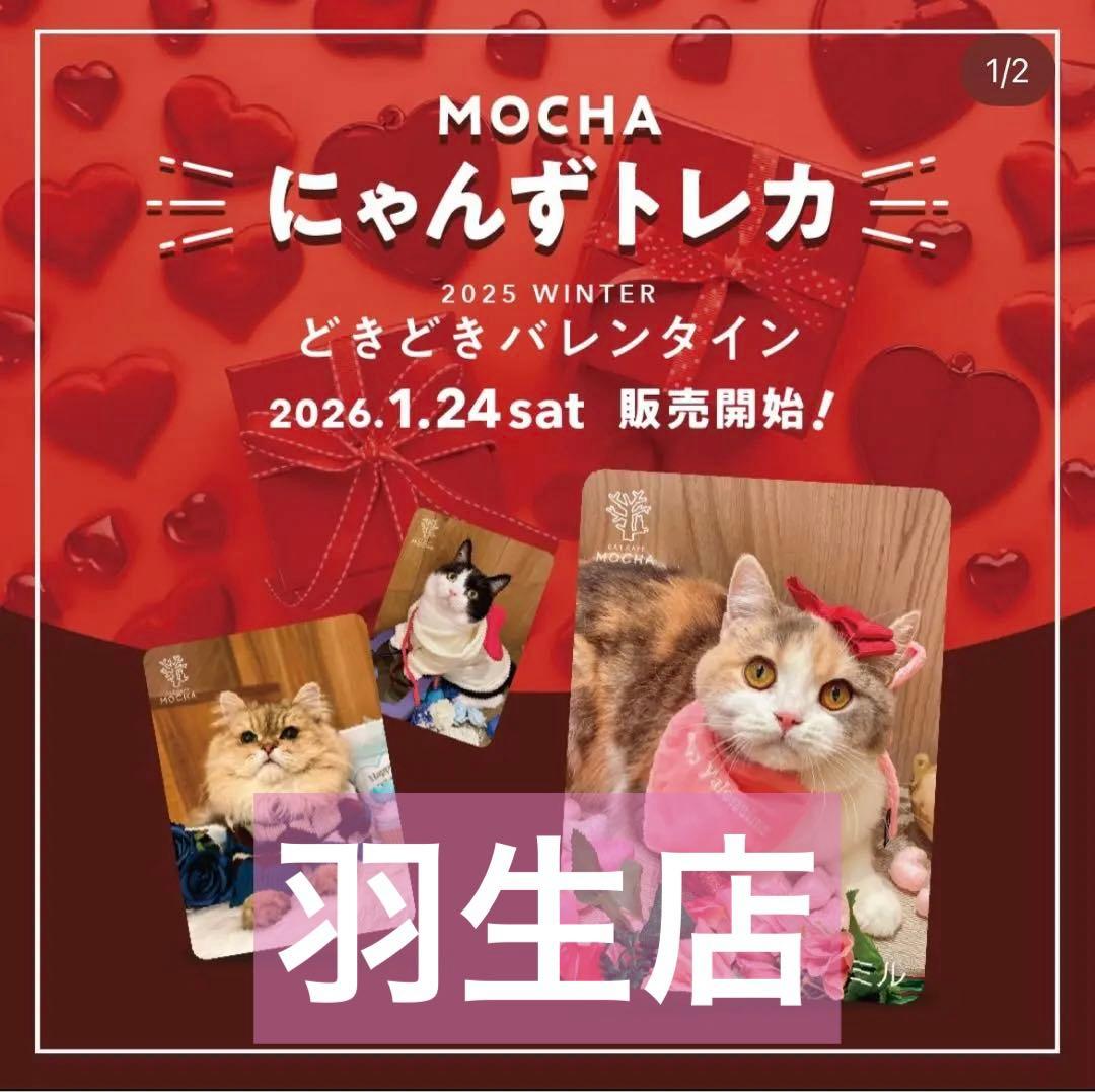 猫カフェmocha にゃんずトレカ どきどきバレンタイン 羽生店