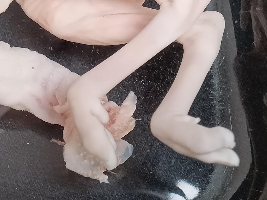 【学術標本】種名ニホンジカ　胎児（♂）　エタノール浸漬標本　頭胴長約１２０ｍｍ