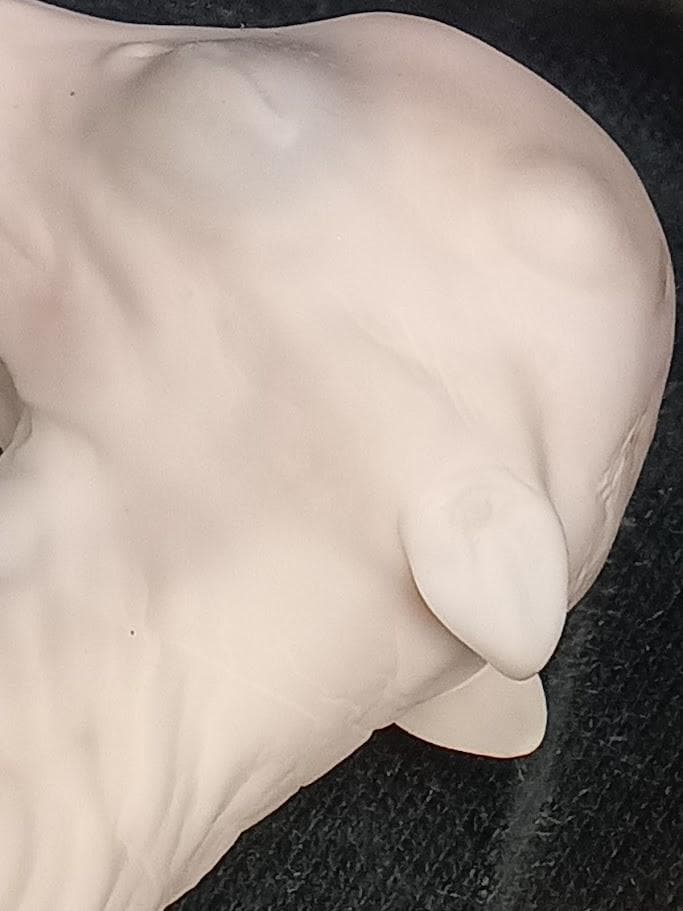 【学術標本】種名ニホンジカ　胎児（♂）　エタノール浸漬標本　頭胴長約１２０ｍｍ