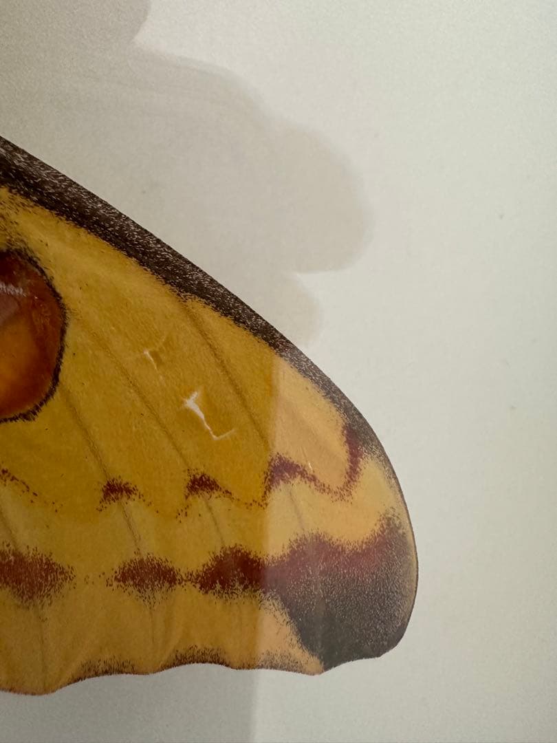 【にこベー★】標本箱ドイツ箱 黒色 UV加工6箱 蝶と蛾の標本