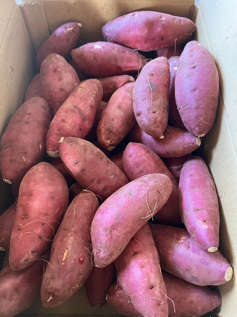 OIMOYA 栗かぐや1箱65kg中シルク90