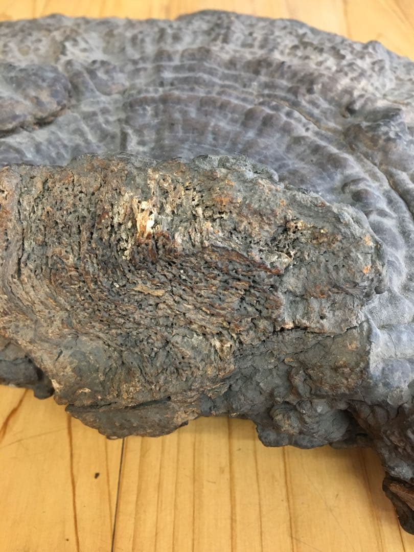 サルノコシカケ　アンティーク