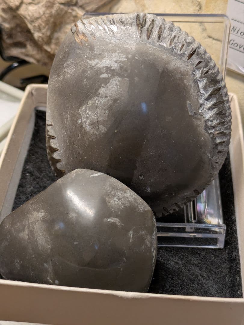 アンモナイト　化石　最高品位　レア産地　標本　鉱物