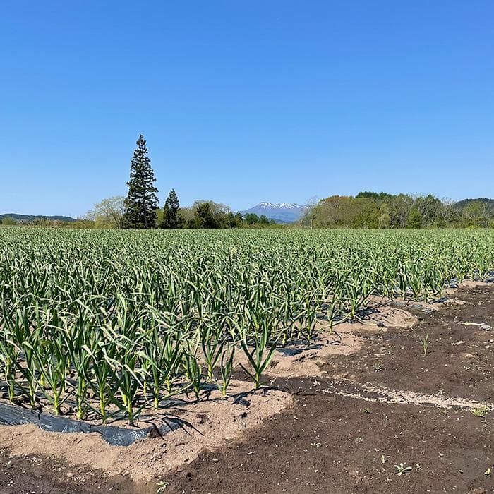 【最上級品】青森県倉石産にんにく福地ホワイト六片種Lサイズ 3kg