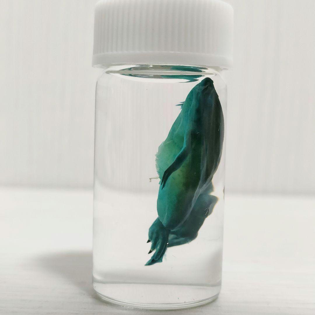 【専用出品】ミニ透明標本作製キット（中級）×2個 軟骨染色済に変更