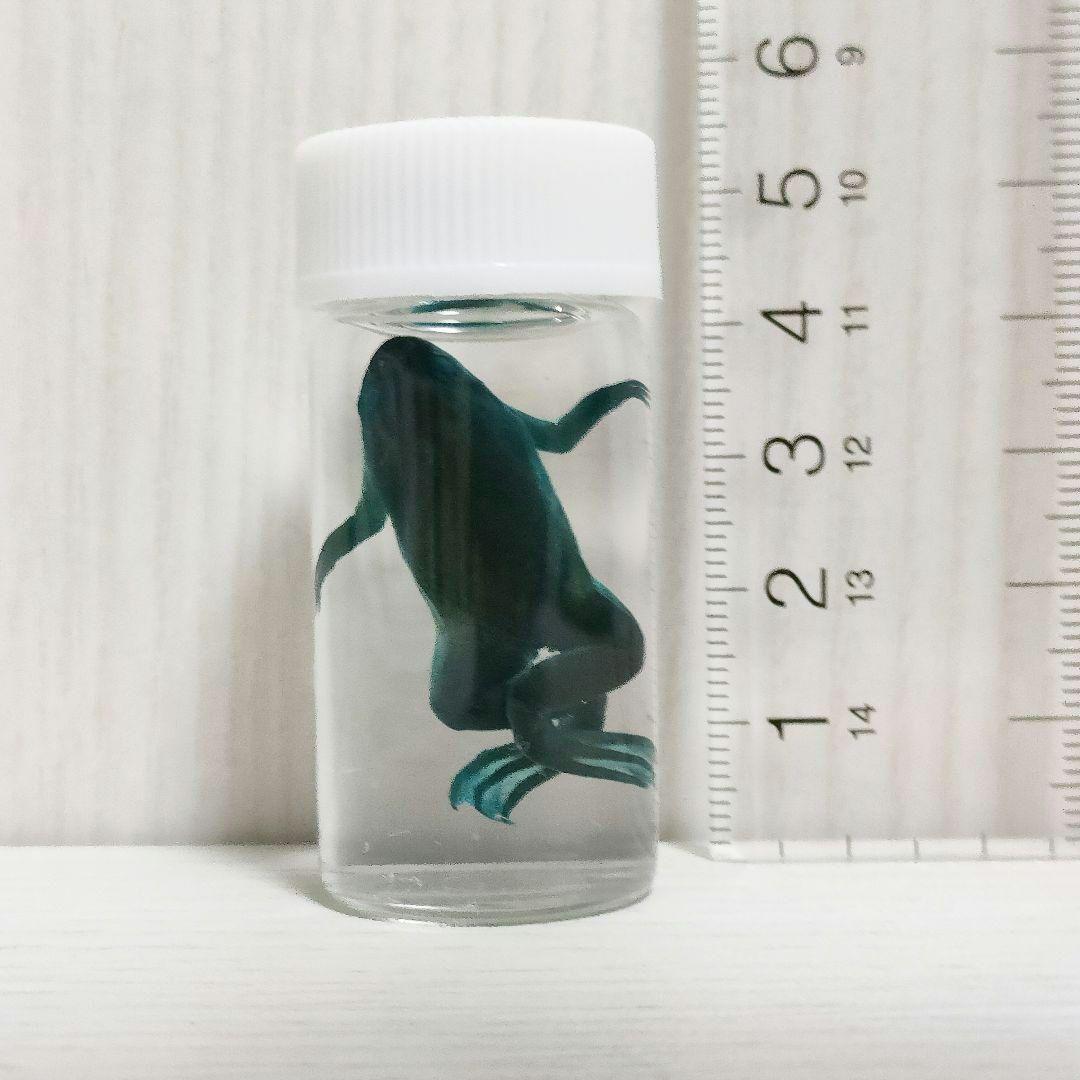 【専用出品】ミニ透明標本作製キット（中級）×2個 軟骨染色済に変更