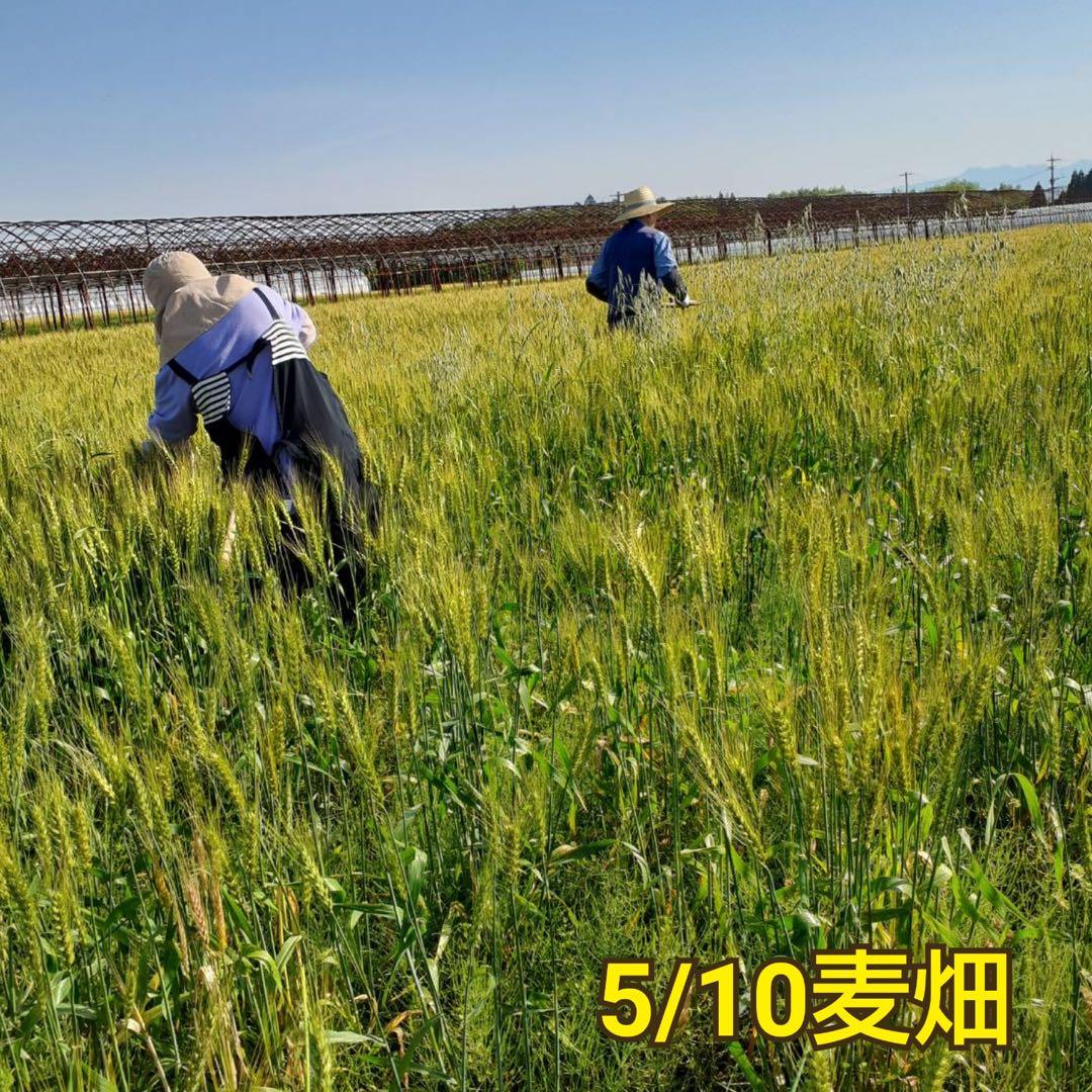 自然栽培　玄麦　13kg