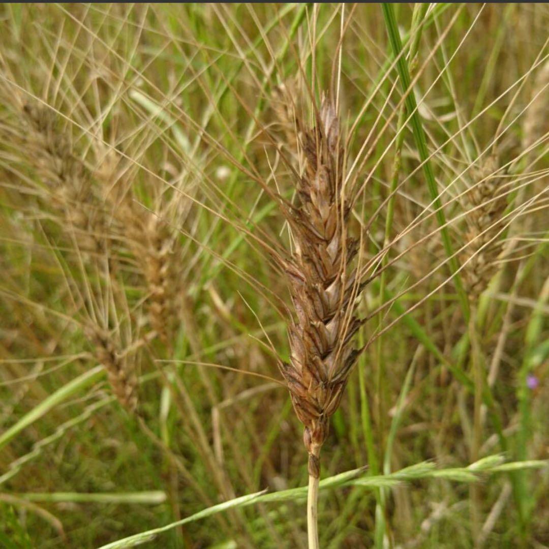 自然栽培　玄麦　13kg