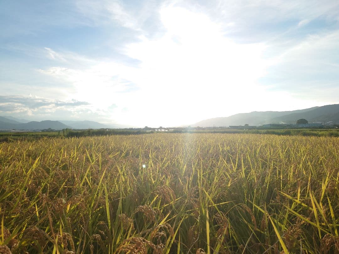 自然栽培 玄米 23kg 2025年産 コシヒカリ
