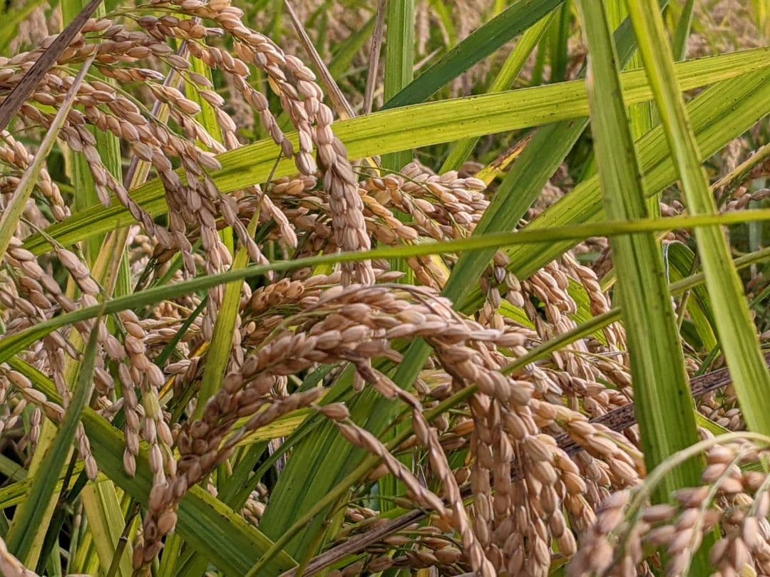 ★自然栽培米　玄米5kg　令和7年度　熊本県産　森のくまさん★