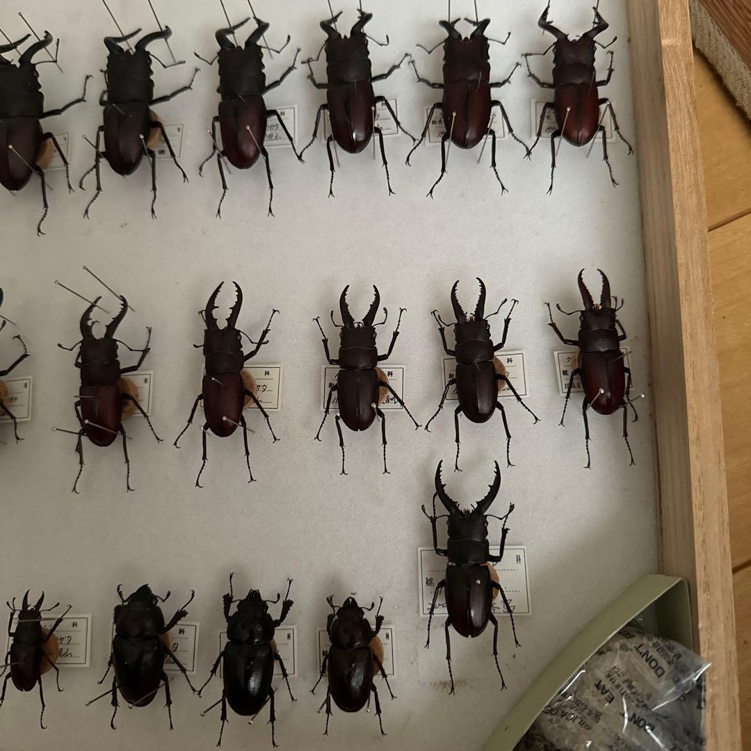 ノコギリクワガタ標本