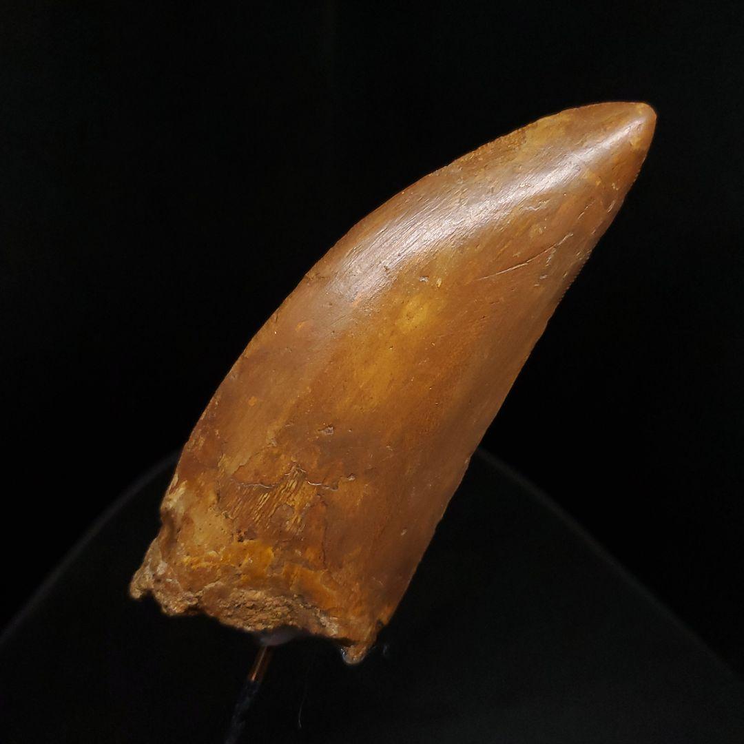 カルカロドントサウルス 歯 化石 本物 モロッコ産 99.24mm fr92