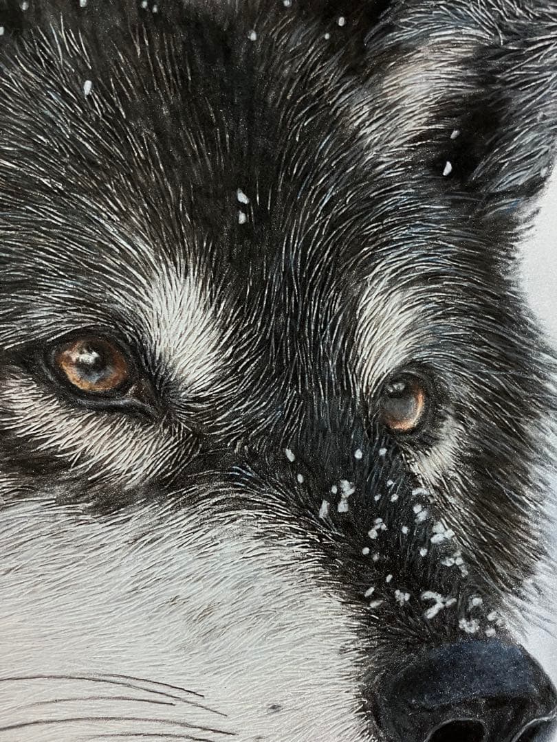 淡雪の狼 色鉛筆画 パステル
