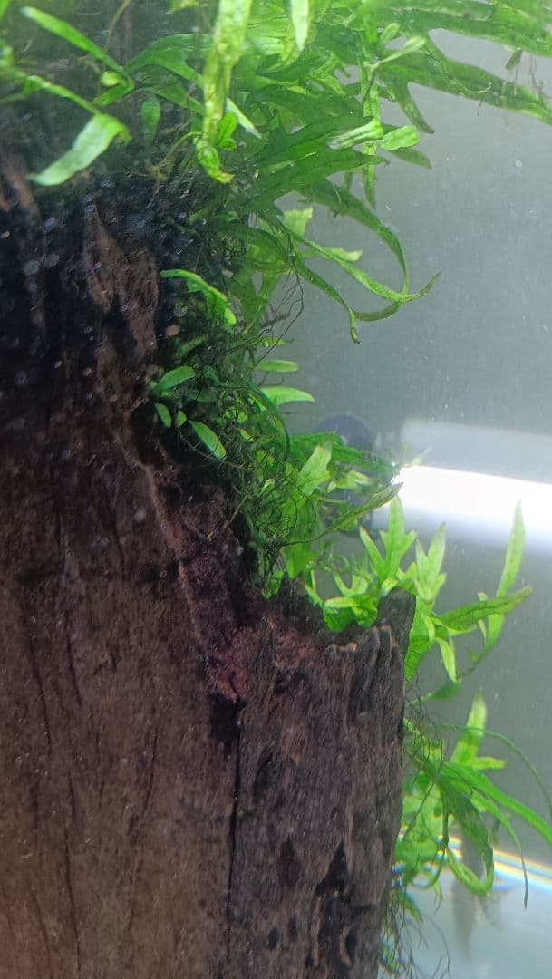 ミクロソリウム　サラワクカピットウエスト　流木1本