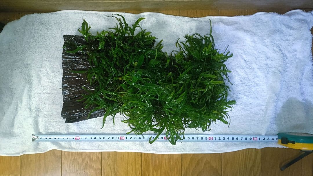 ミクロソリウム　サラワクカピットウエスト　流木1本