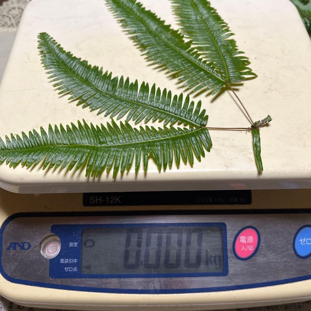 【専用です】天然松茸　採れたて松茸　良品1本185g 国産