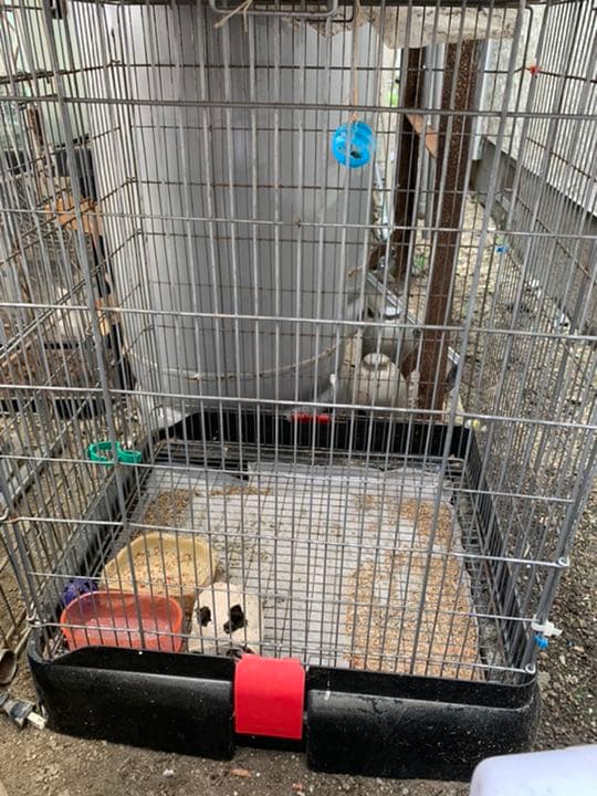 爬虫類、小動物 ケージ