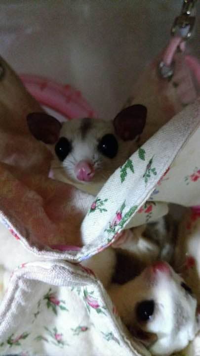 モモンガハウス(花柄ver.5)夏仕様  涼しい夏生地を使用❗️ 1700円