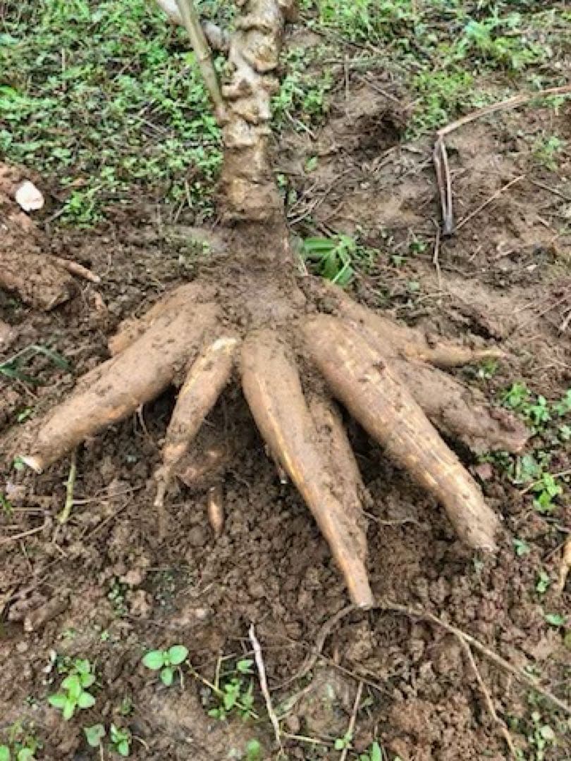 徳之島産キャッサバ薄黄色生芋20キロ入り