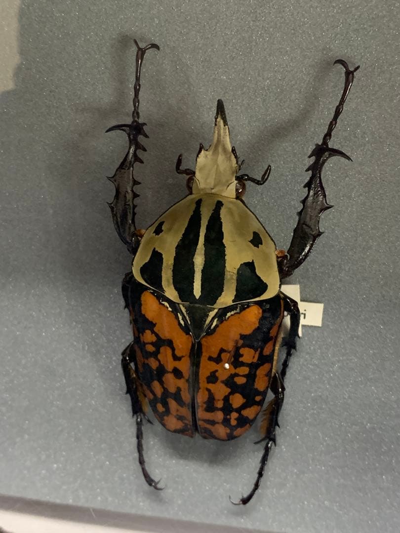 オーベルチュールオオツノカナブン