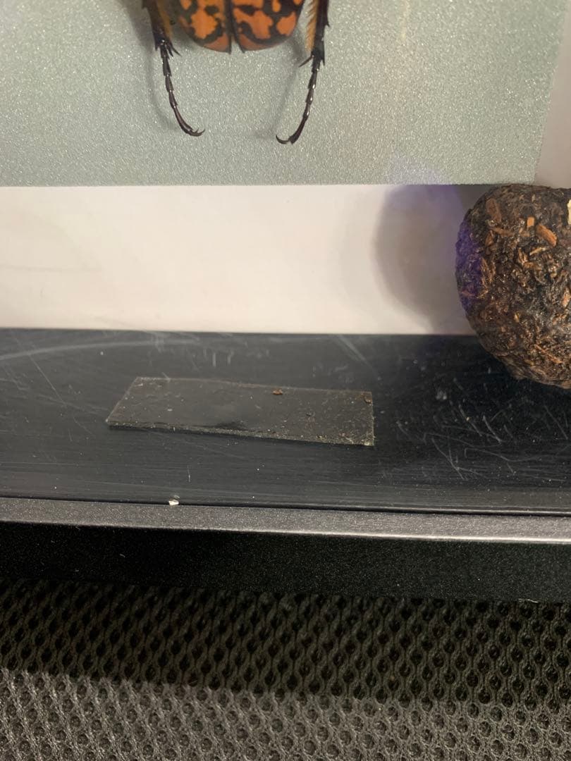 オーベルチュールオオツノカナブン