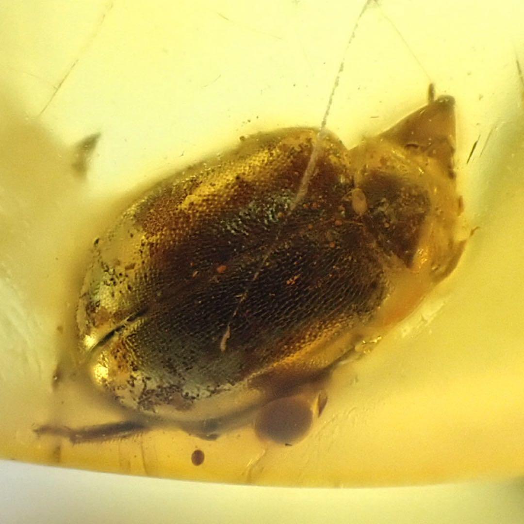 【バルト海産】虫入りコハク(虫入りアンバー)