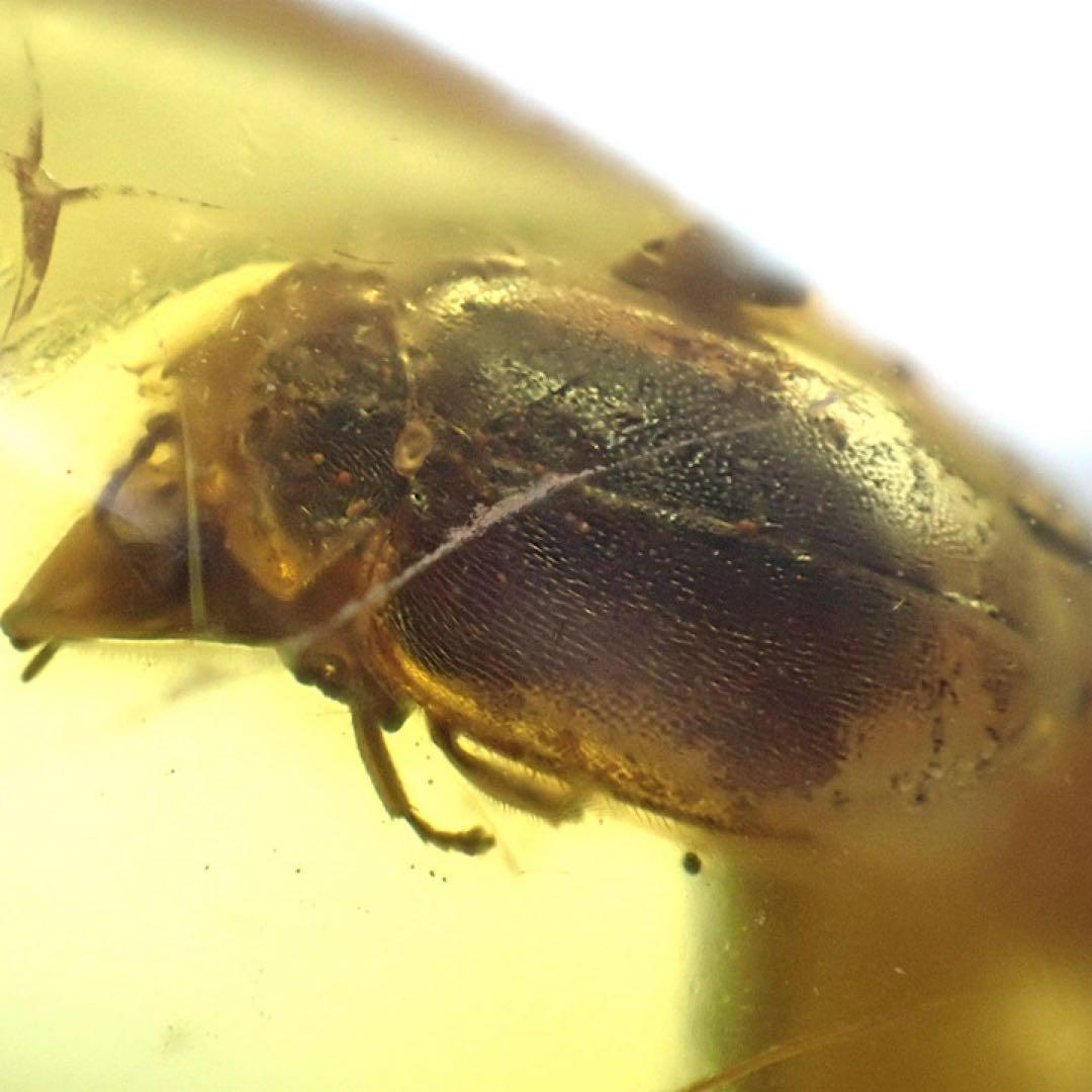 【バルト海産】虫入りコハク(虫入りアンバー)