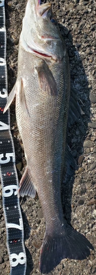 ジャンプライズ ララペン165F 150F 125F 3個セットJUMPRIZE