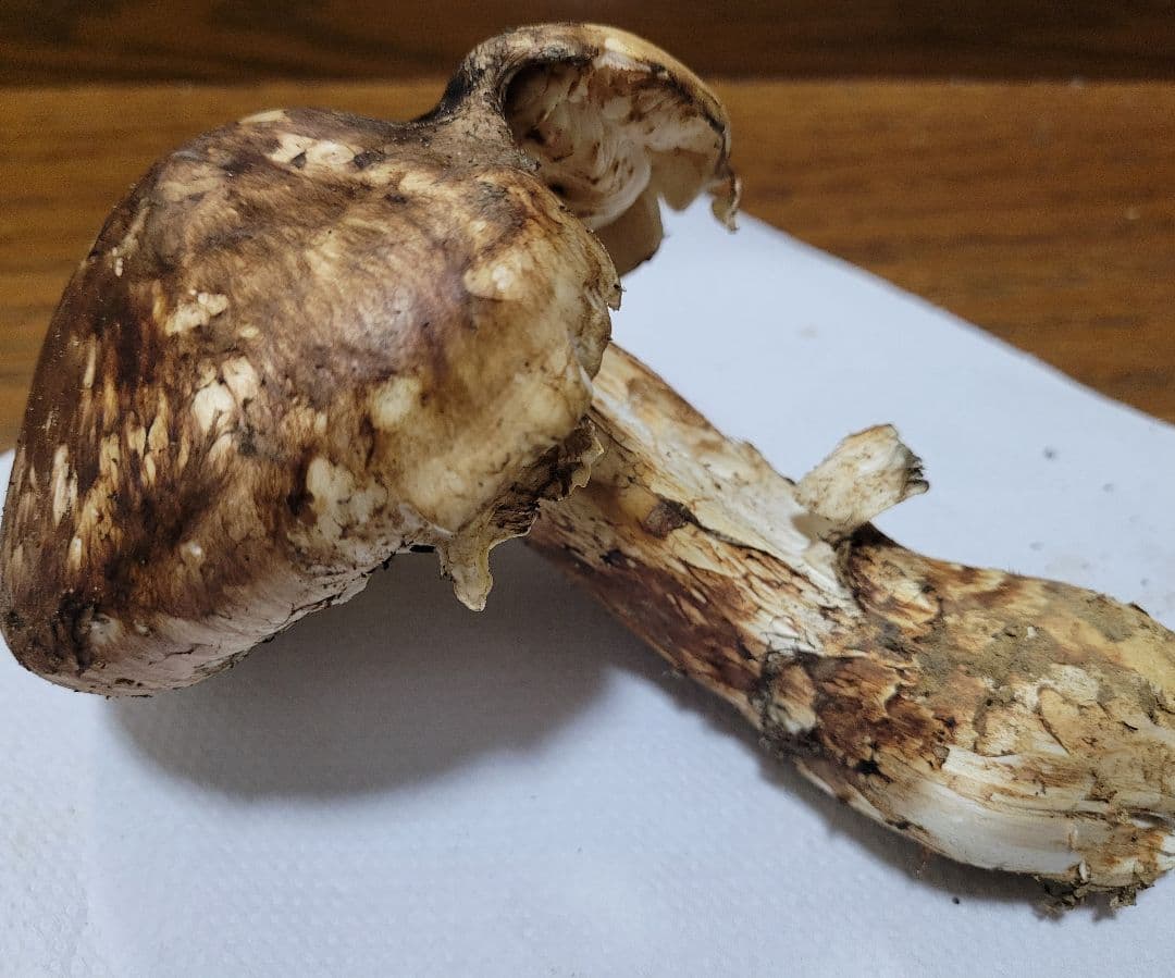 特大　極太　国産　岩手県産　松茸　550g