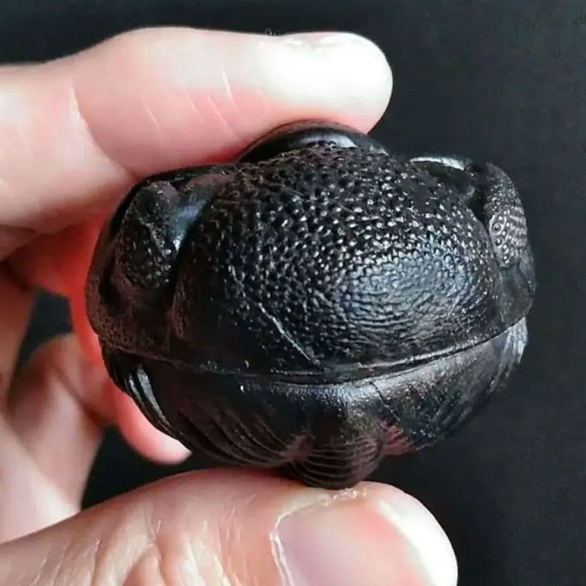 化石　骨格　標本　三葉虫　ファコプス　大型種